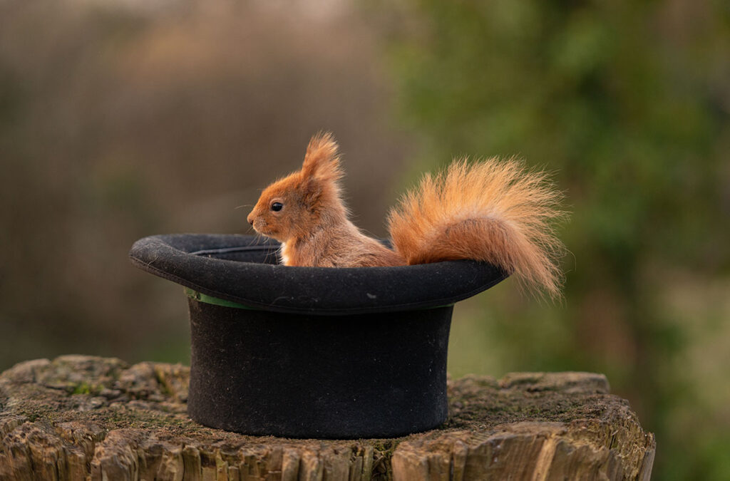 Squirrel in top hat